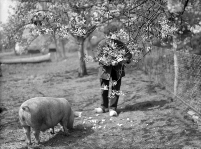 821084 Afbeelding van een boer met een varken, met op de voorgrond de bloesem van een bloeiende boom, mogelijk in de ...